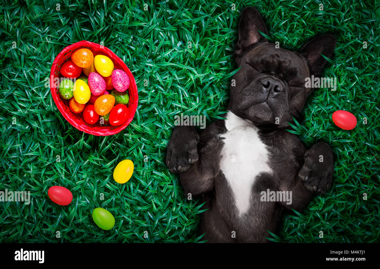 Leidenschaftlich gerne Französische Bulldogge Osterhase Hund mit viel Eier um auf Gras und Korb, Schlafen und in dieser Saison ruhen Stockfoto