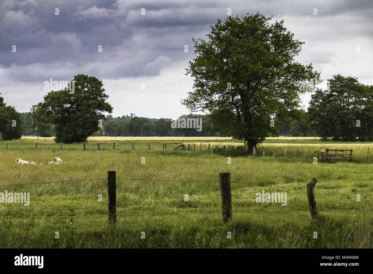 Weide Landschaft in Nordrhein-Westfalen, Deutschland Stockfoto