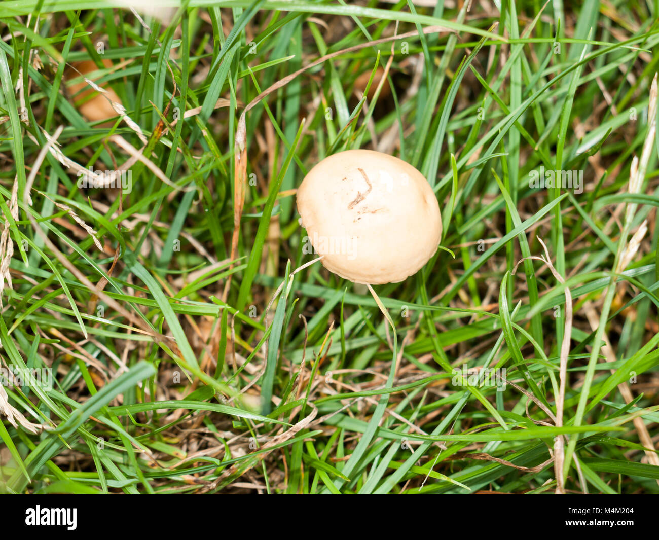 Eine weiße Single pilzscheibe von oben im Gras Stockfoto