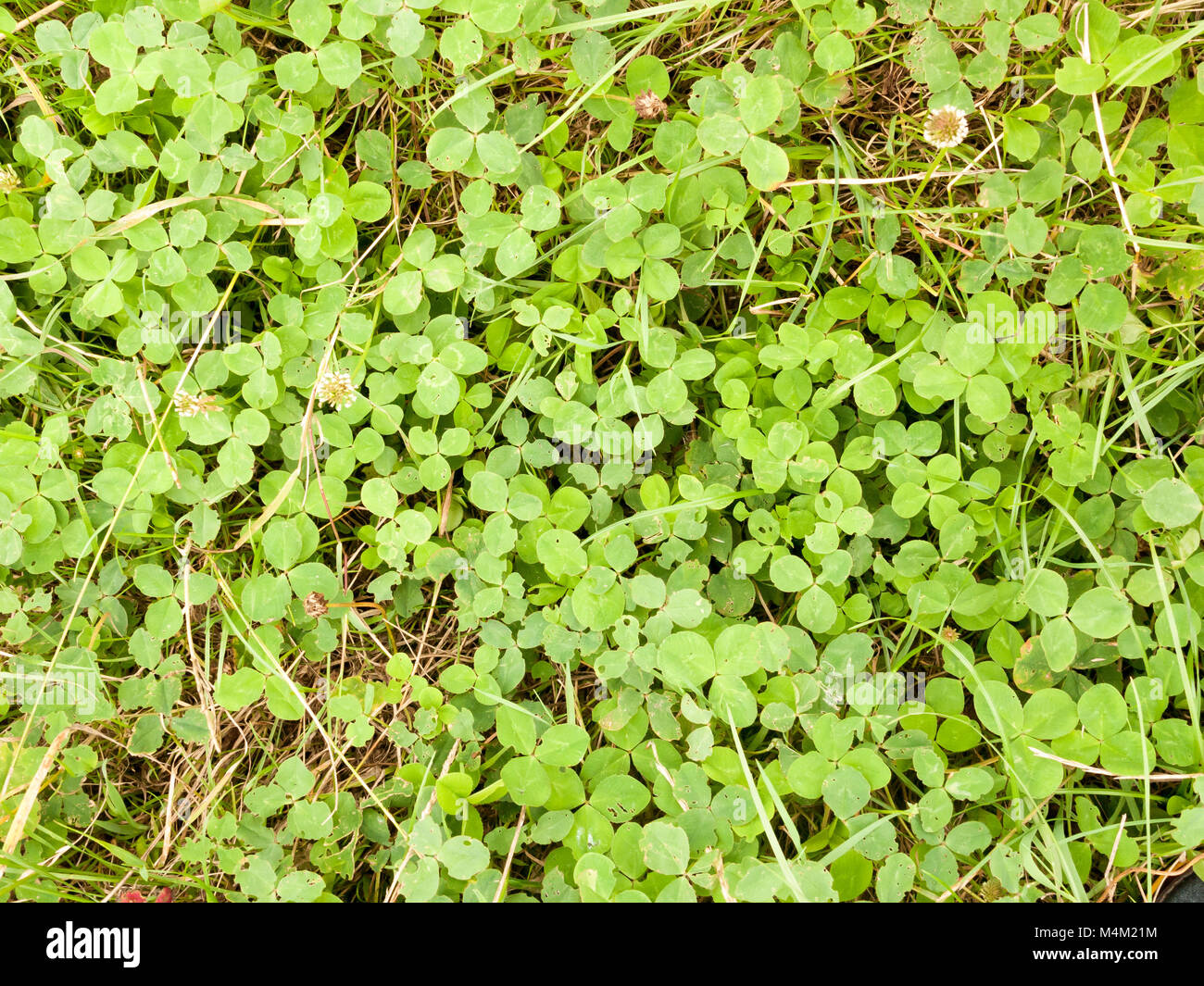 Grüne hübsches Laub Bodenbeläge Textur und Muster Stockfoto