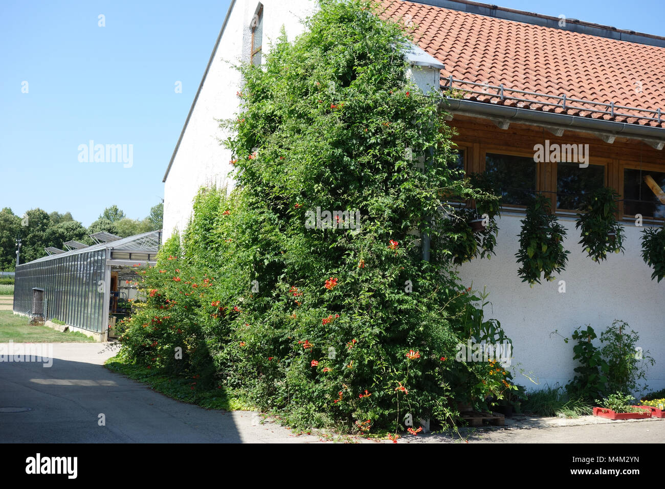 Campsis radicans, Trompete Rebe Stockfoto