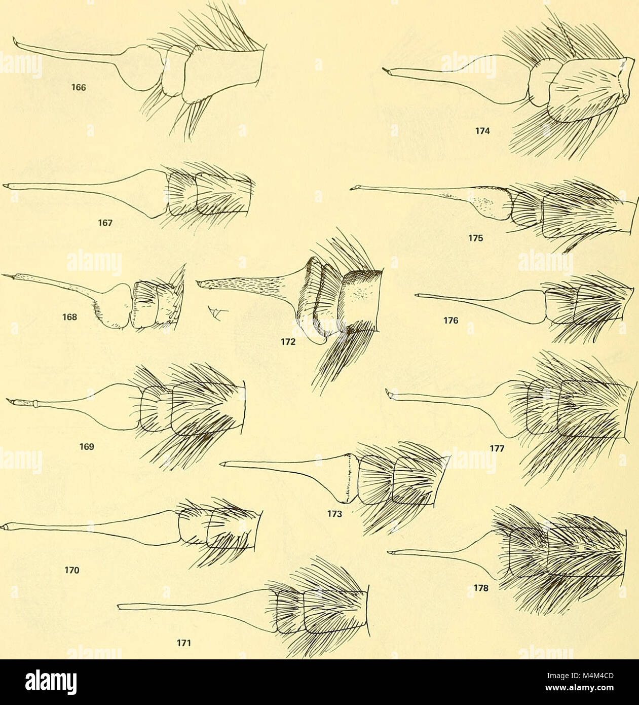 Biene fliegt der Welt - die Gattungen der Familie Bombyliidae (1973) (19739931463) Stockfoto