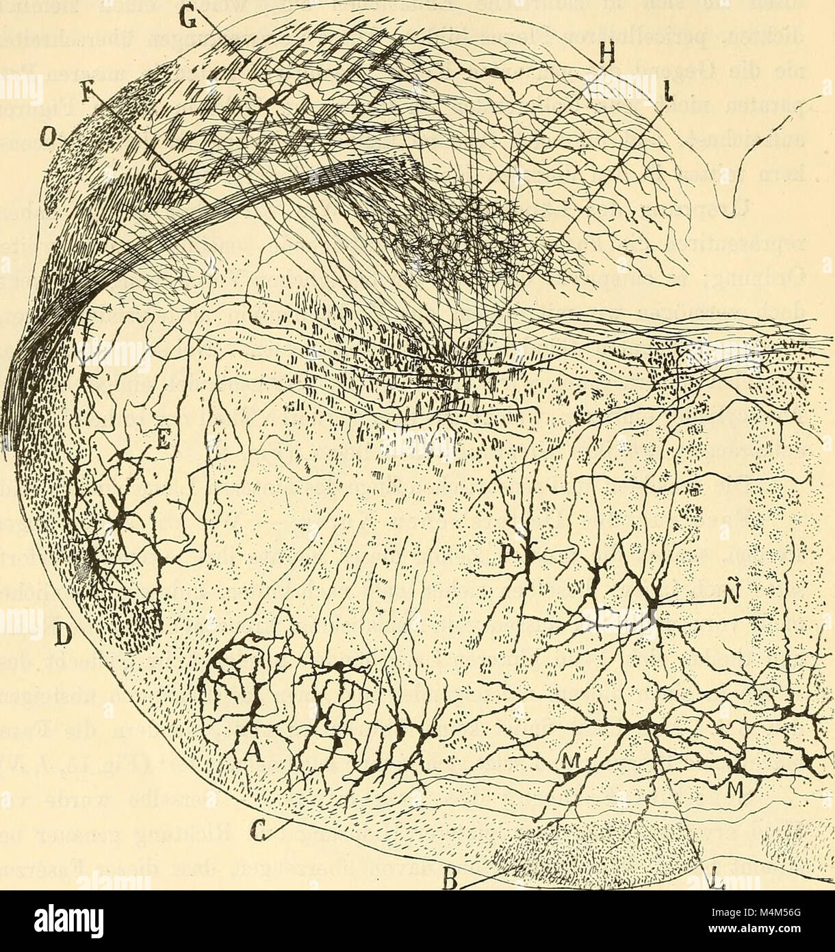 Beitrag zum Studium der Medulla Oblongata, des Kleinhirns und des Ursprungs der Gehirnnerven (1896) (14578799859) Stockfoto