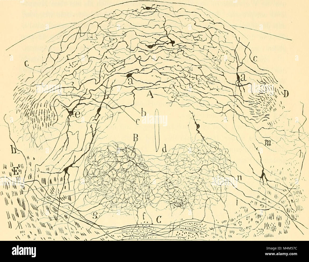 Diese deutsche Studie aus dem Jahr 1896 untersucht das Medulla oblongata, das Kleinhirn und die Ursprünge der Hirnnerven und trägt so zum Verständnis der Hirnanatomie und -Funktion bei. Stockfoto