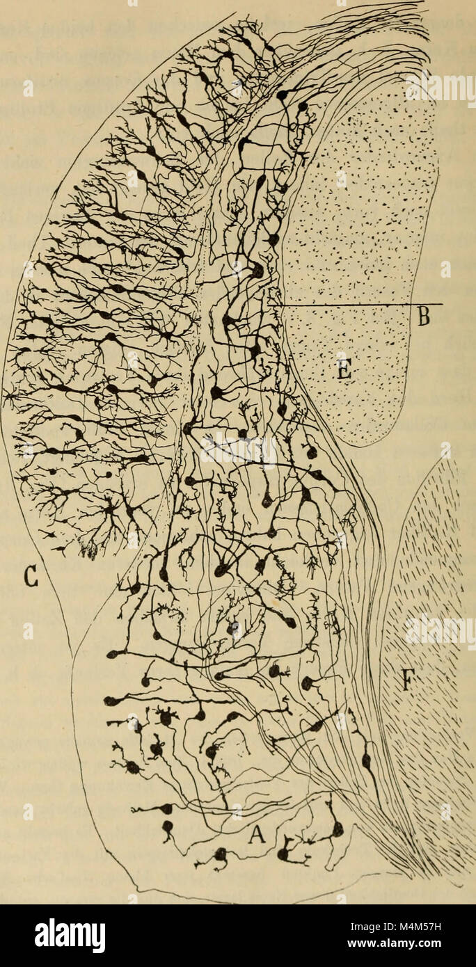 Beitrag zum Studium der Medulla oblongata des Kleinhirns und des Ursprungs der Gehirnnerven (1896) (20175981539) Stockfoto