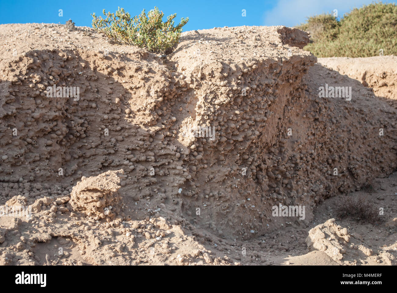 Sedimentäre Schicht Sand mit Schnecken, die Insel La Graciosa, Kanarische Inseln, Spanien Stockfoto