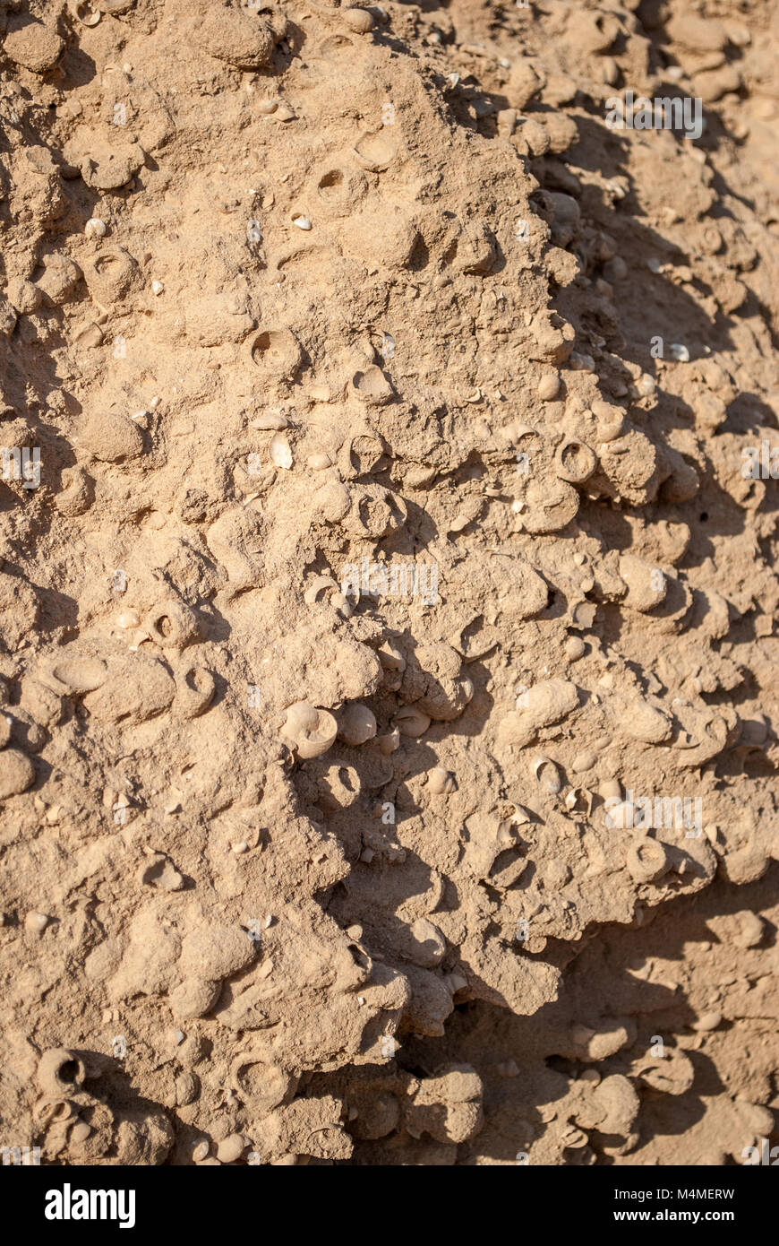 Sedimentäre Schicht Sand mit Schnecken, die Insel La Graciosa, Kanarische Inseln, Spanien Stockfoto