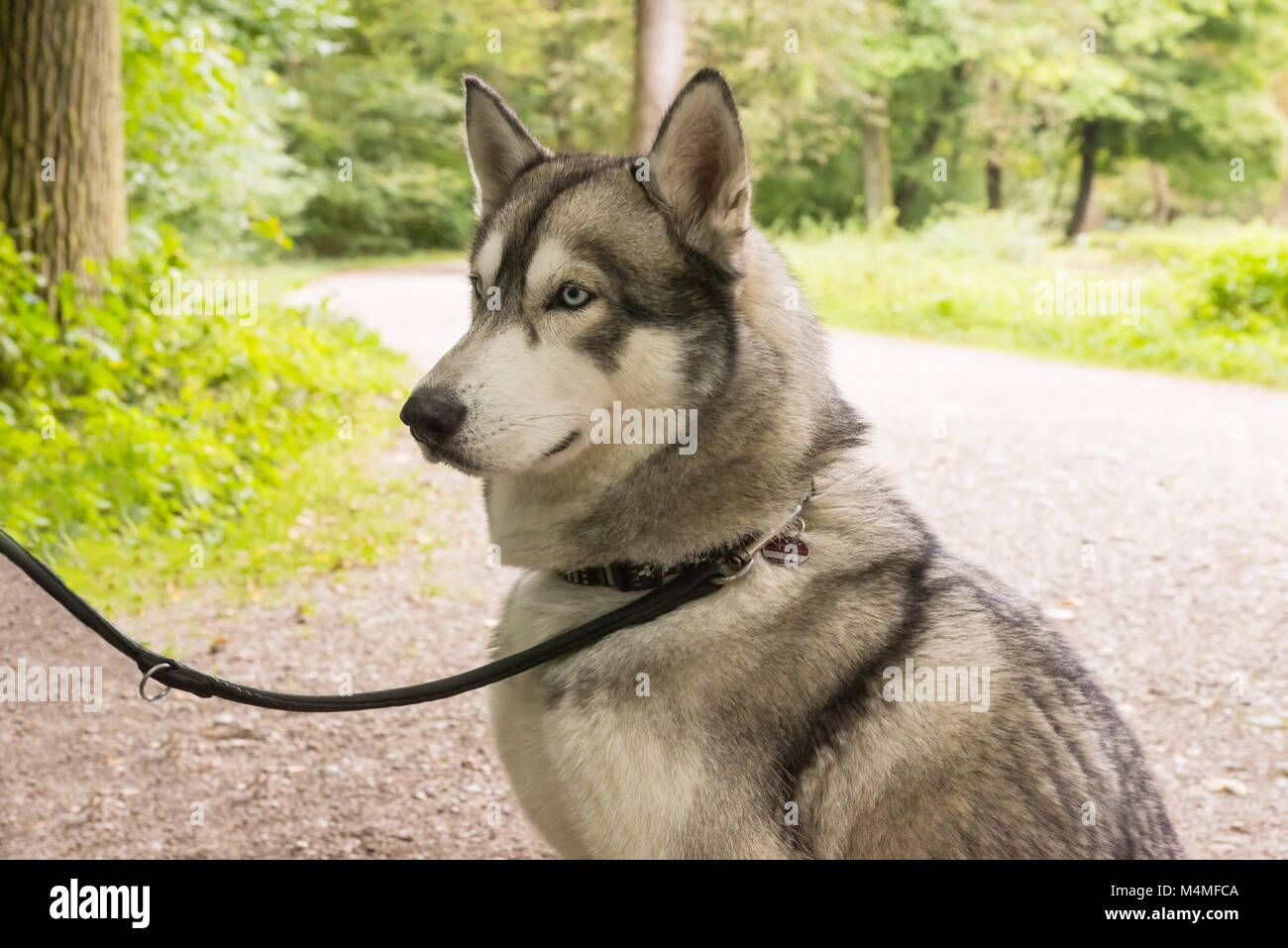 Husky Hund an der Leine Closeup Portrait in Park Stockfoto