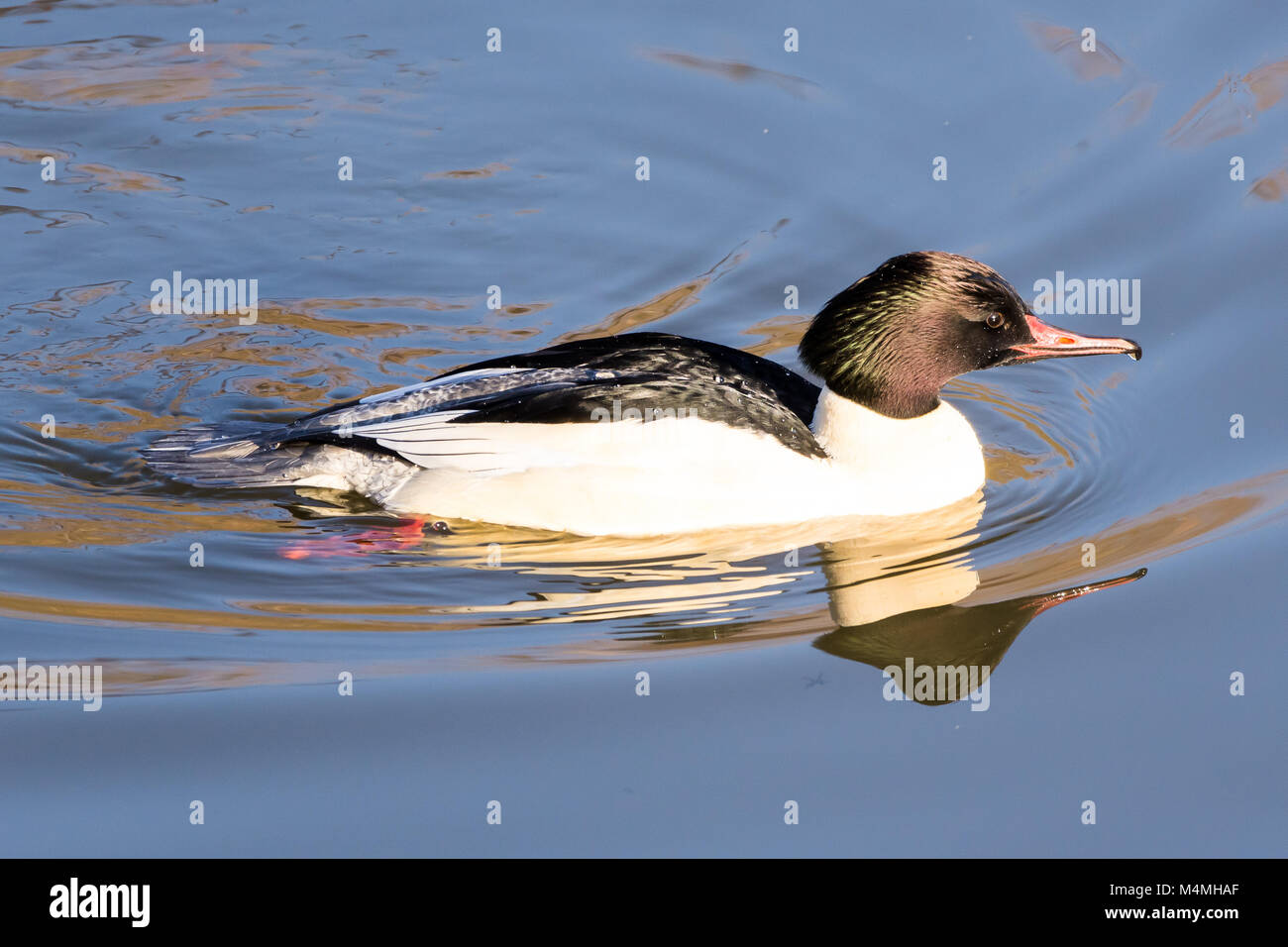 Männliche Gänsesäger Ente am Naturschutzgebiet Attenborough, Nottingham, Großbritannien Stockfoto