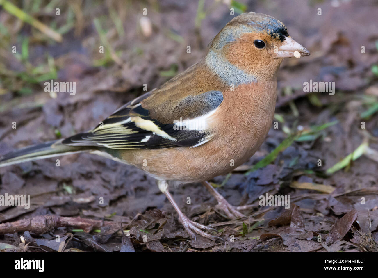 Die nahrungssuche Männchen Buchfink Fütterung auf grünem Boden am Naturschutzgebiet Attenborough, Nottingham, Großbritannien Stockfoto