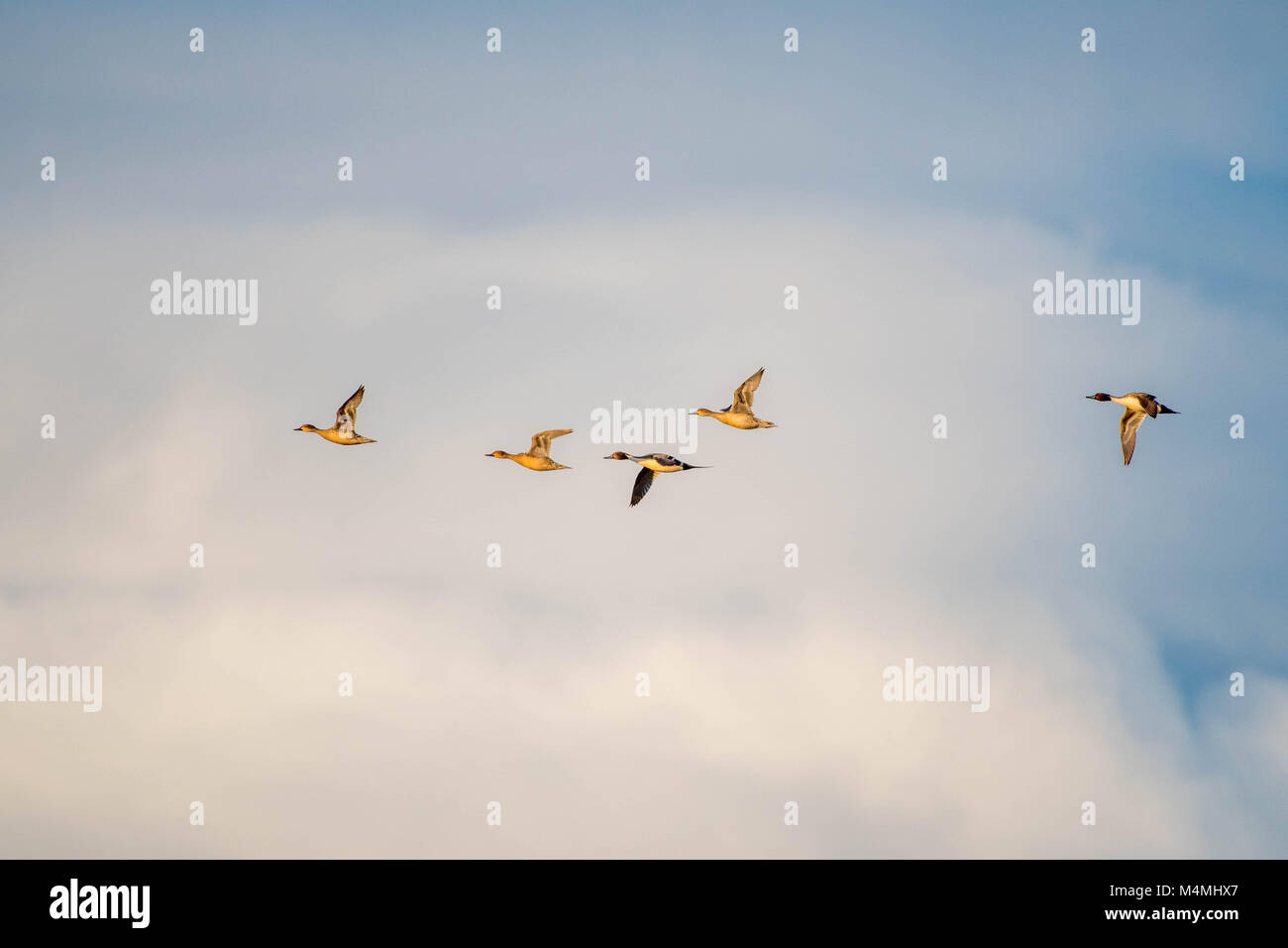 Northern Pintails, (Anas acuta), im Flug. Bosque Del Apache National Wildlife Refuge, New Mexico, USA. Stockfoto