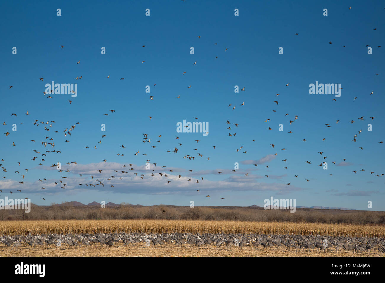 Kanadakraniche, Schnee Gänse, Stockenten, nördlichen Pintails und gemeinsame Raben fliegen in einem Maisfeld. Bosque Del Apache National Wildlife Refuge. Stockfoto