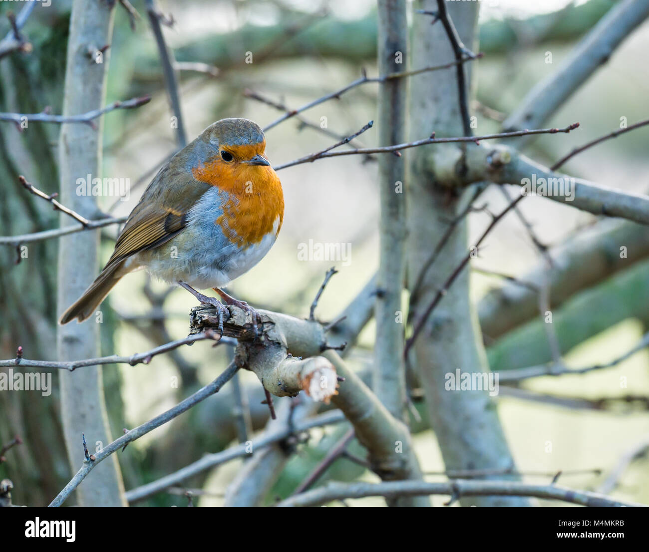 Nahaufnahme der Rotkehlchen, Erithacus rubecula, an einem Ast, Schottland, Großbritannien Stockfoto