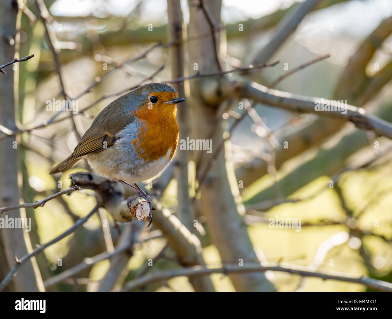 Nahaufnahme der Rotkehlchen, Erithacus rubecula, an einem Ast, Schottland, Großbritannien Stockfoto