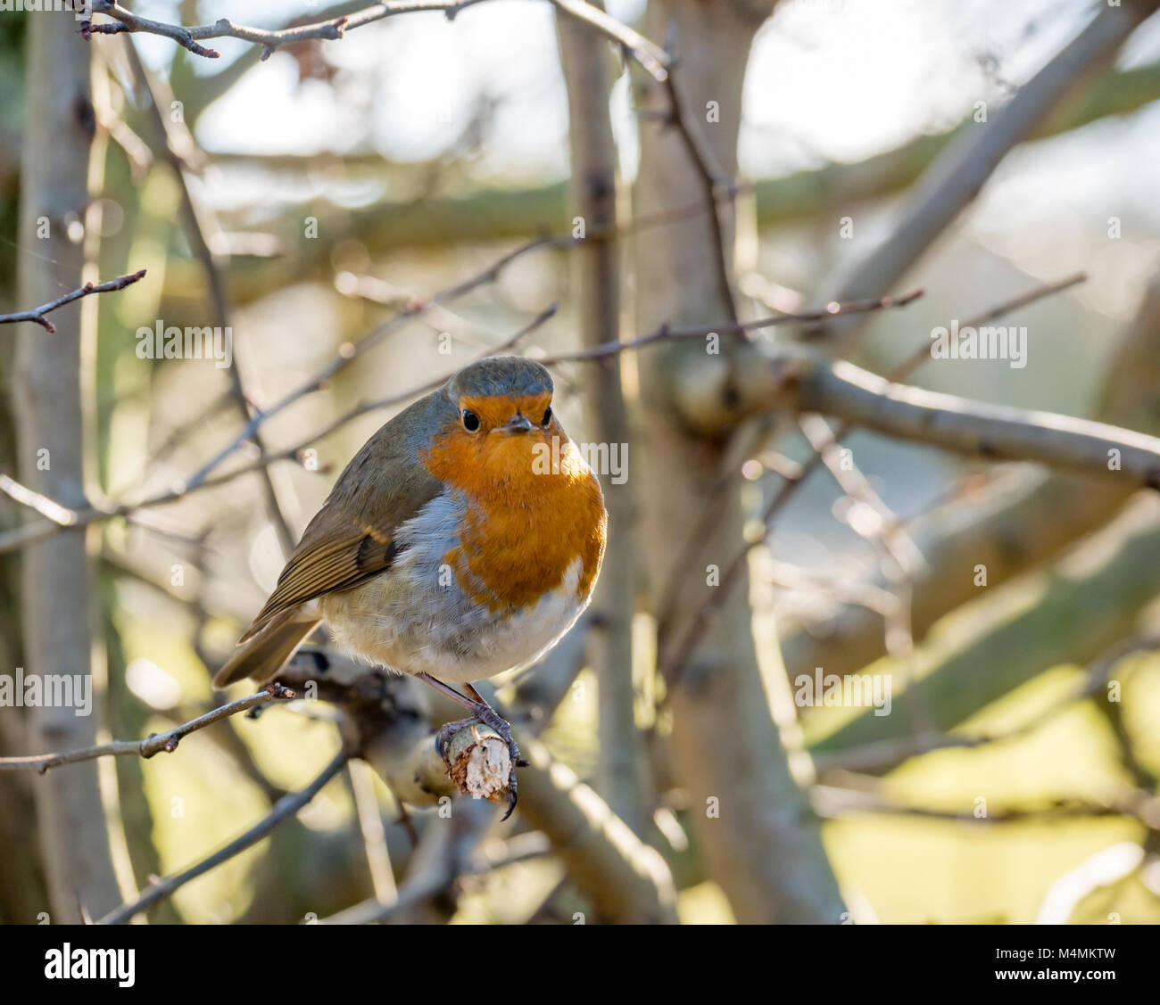 Nahaufnahme der Rotkehlchen, Erithacus rubecula, an einem Ast, Schottland, Großbritannien Stockfoto