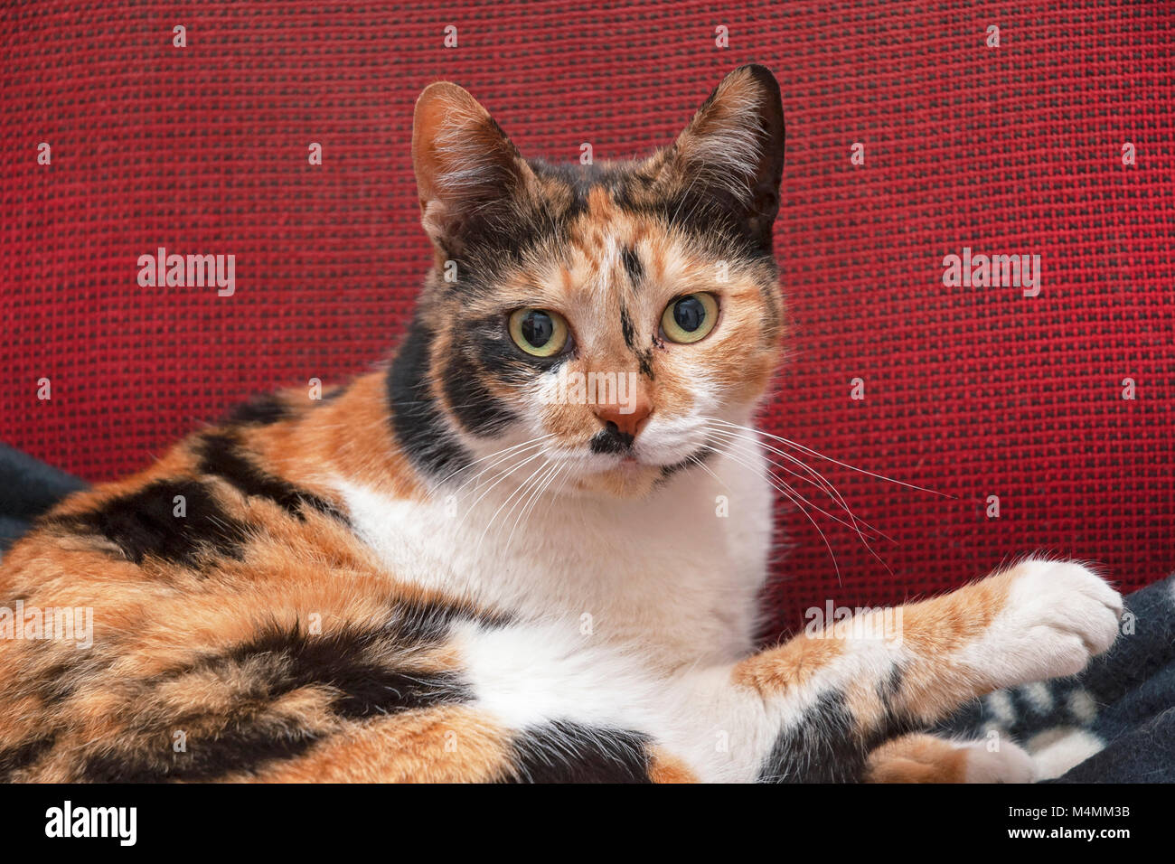 Wunderschöne Glückskatze liegen auf Rot waffle weave Decke Stockfoto