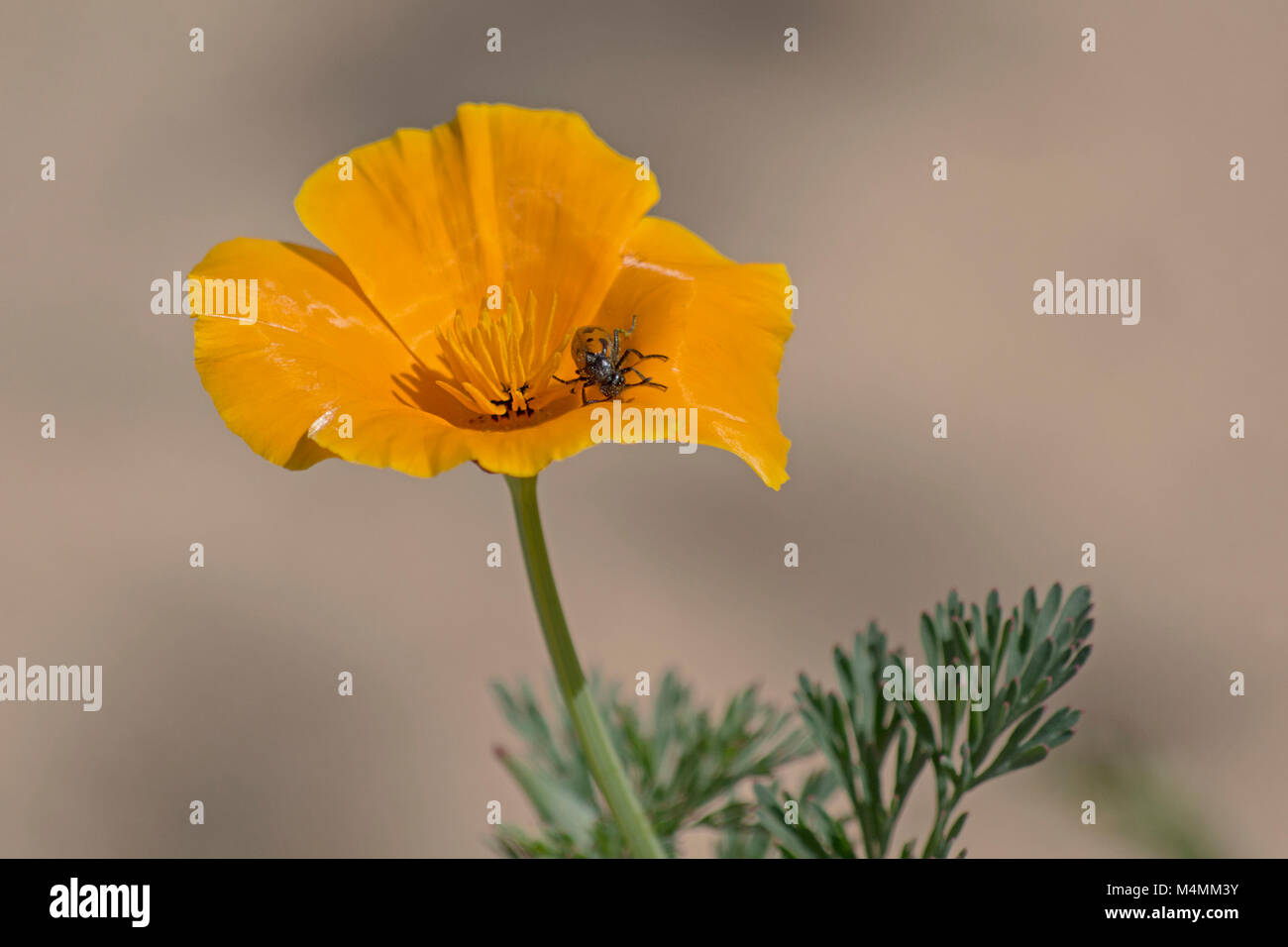 Makro eines gefleckten Käfers auf einem goldenen kalifornischen Mohn Blume und Blätter auf einem unscharfen beige-grauen Hintergrund Stockfoto