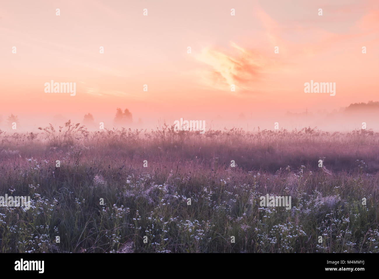 Sunrise Feld der blühenden Wiese Blumen rosa Stockfoto