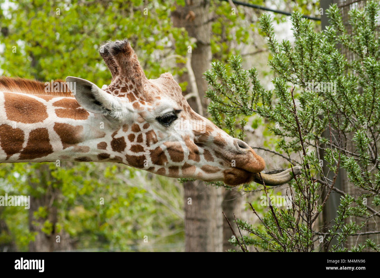 Seite Kopf geschossen von Giraffe mit Zunge Blätter essen aus einem Zweig Stockfoto