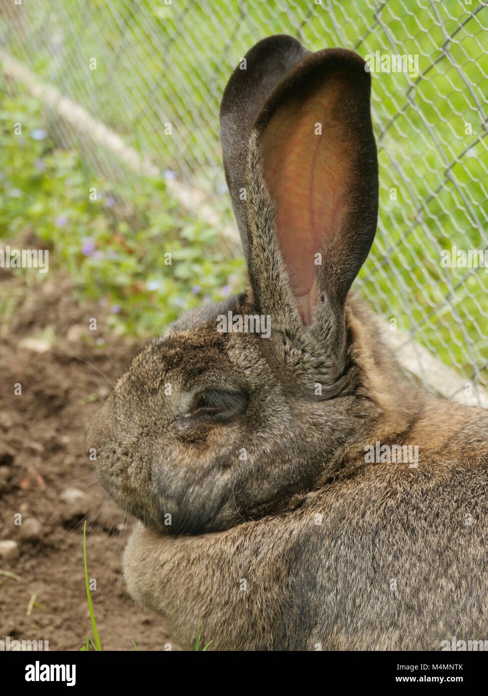 Bunny Ohren hören Stockfoto