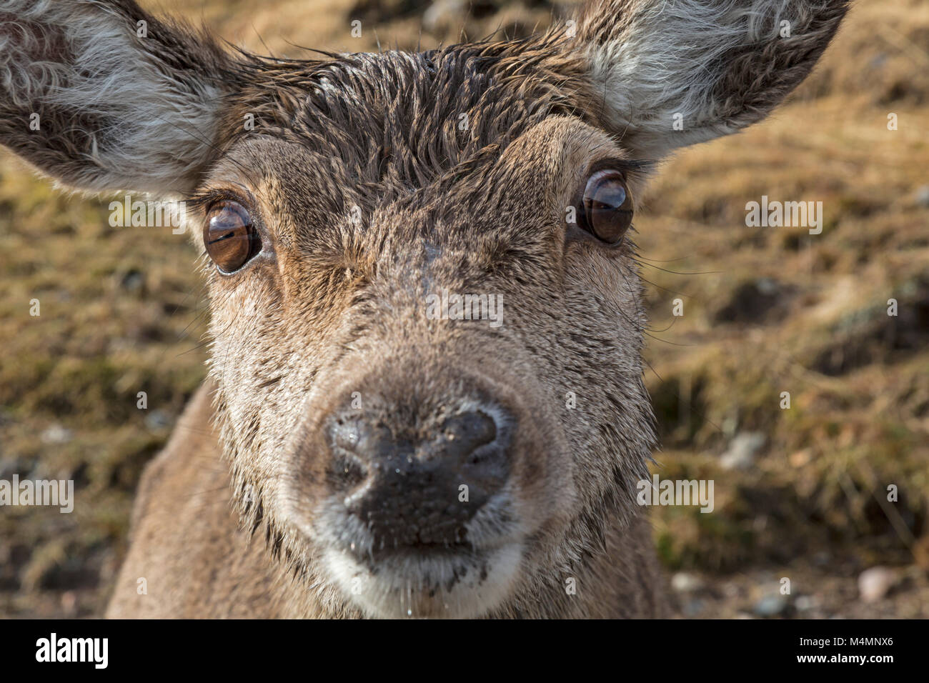 Nahaufnahme Gesicht einer wilden Frau, oder Hind, Rotwild (Cervus Elaphus), Einzelheiten über die Nase, Augen und Ohren. Im Glen Etive, Schottland. Stockfoto