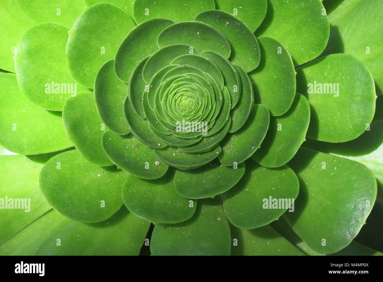 Nahaufnahme der kreisförmigen Form und wachsartige Blätter von einem grünen saftigen Zierpflanzen. Stockfoto