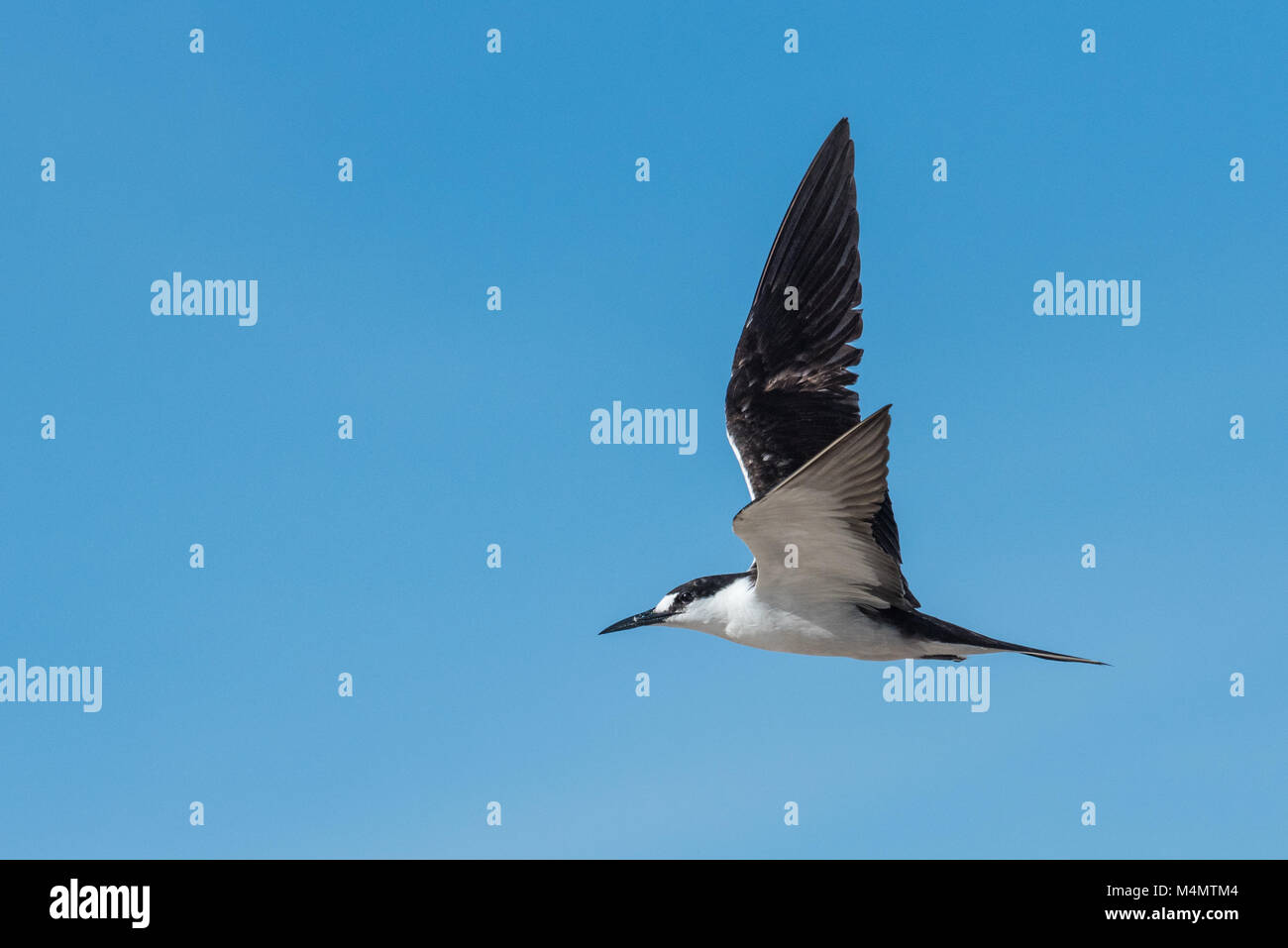Verrußtes Tern (Sterna fuscata), Bird Island, Seychellen Stockfoto