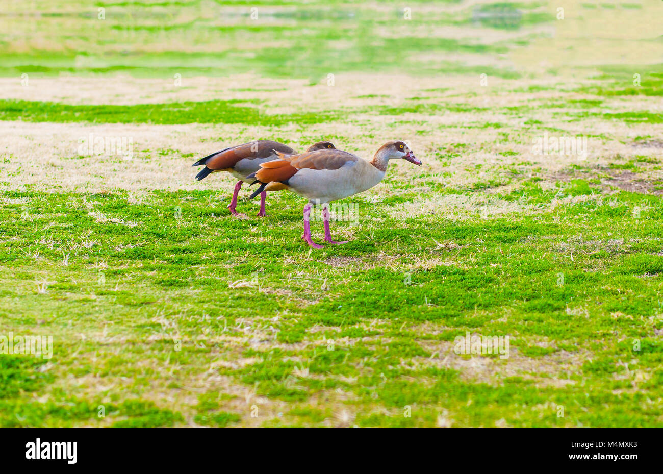 Paar Nilgänse zu Fuß auf einem Rasen Stockfoto