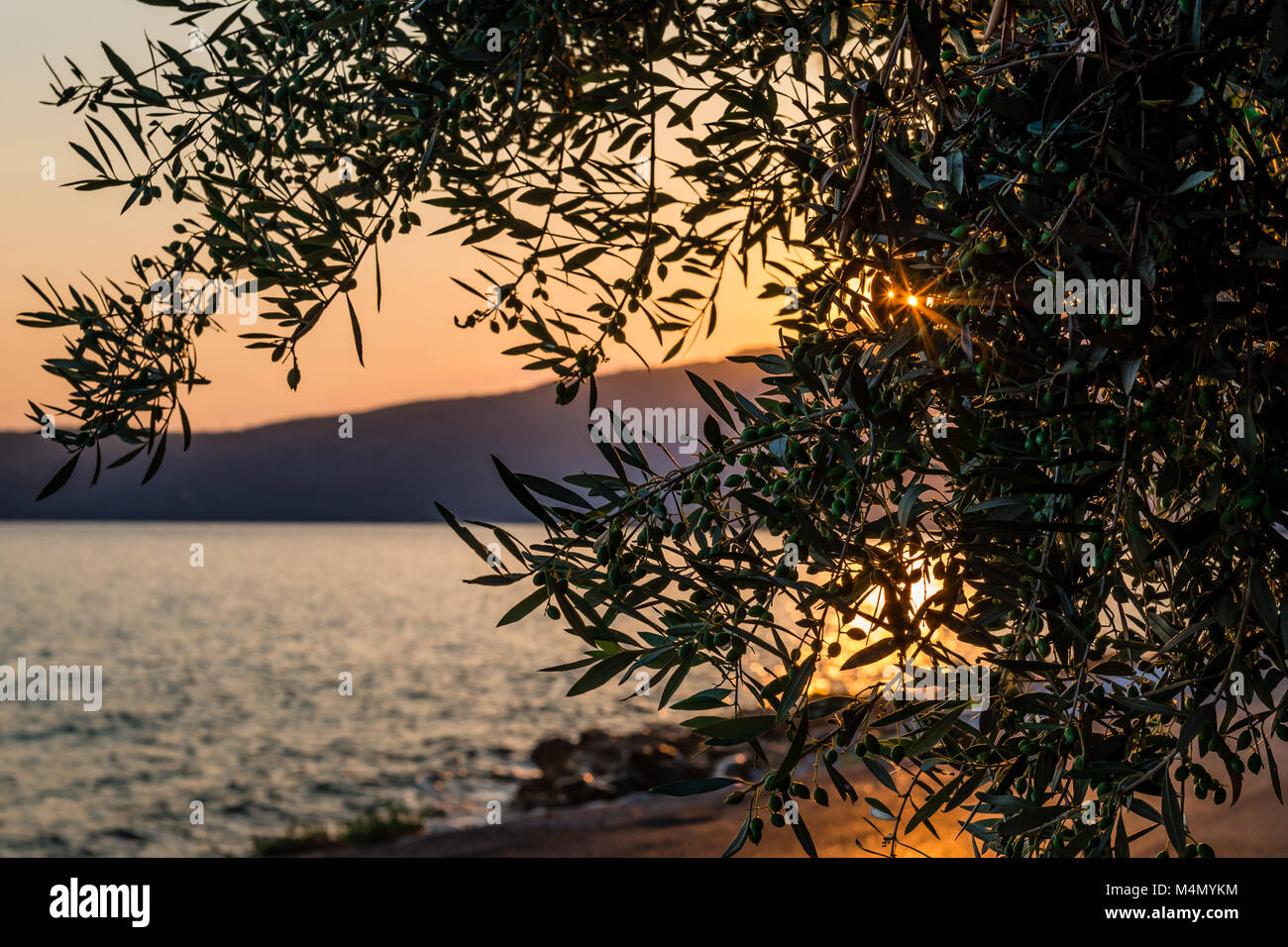 Treffen Sie mich im Sommer, in Griechenland. Sonnenuntergang am Meer, am Olivenbaum. Stockfoto