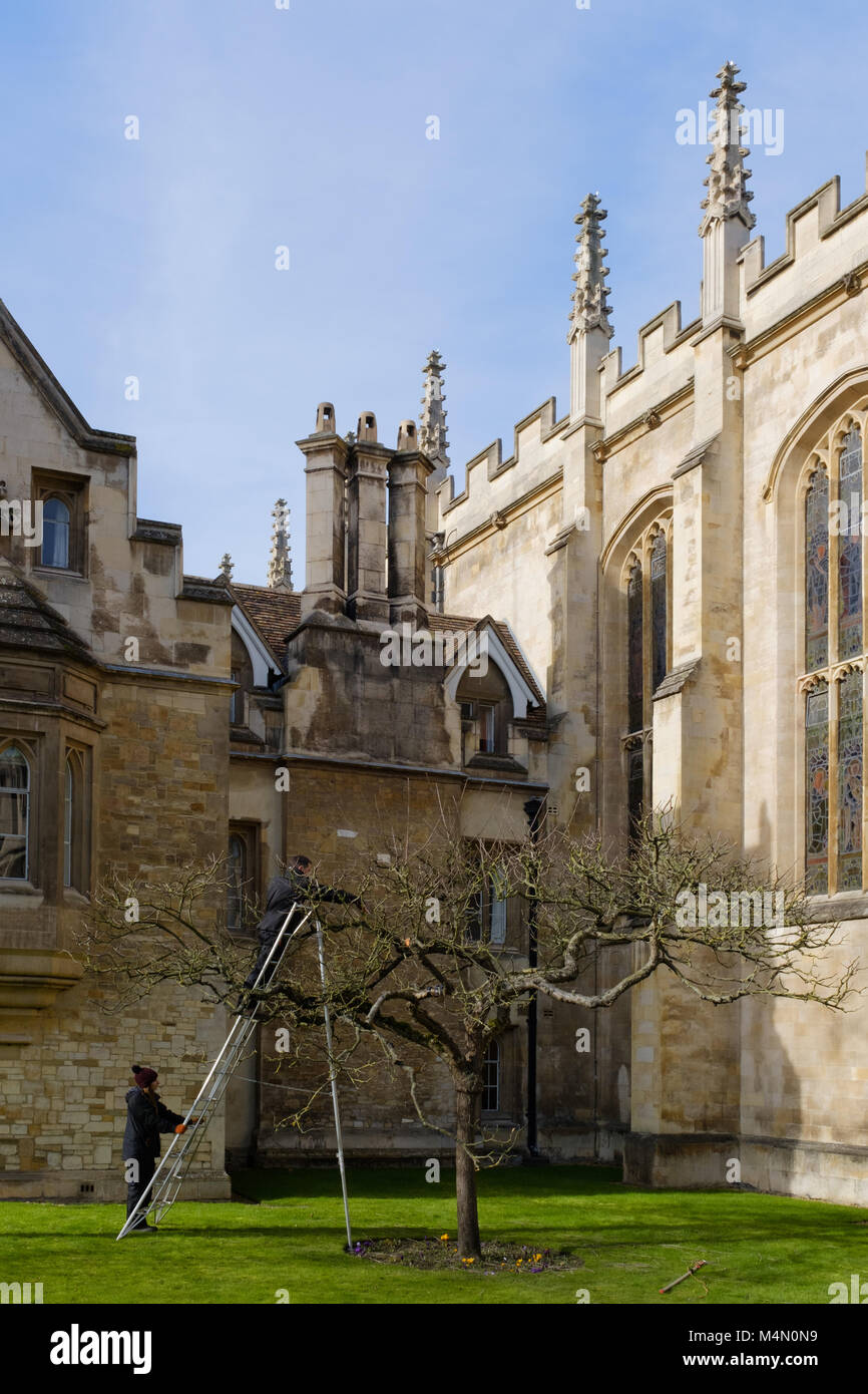 Hochschule Gärtner prune Newton's Apple Tree außerhalb des Trinity College, Cambridge, Großbritannien Stockfoto