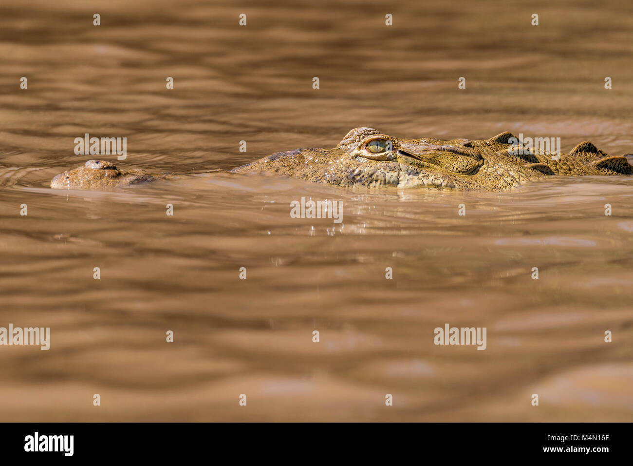 In Palo Verde Nationalpark, Costa Rica, eine Nahaufnahme von einem Krokodil Kopf und Augen in den trüben Gewässern der Tempisque River. Stockfoto