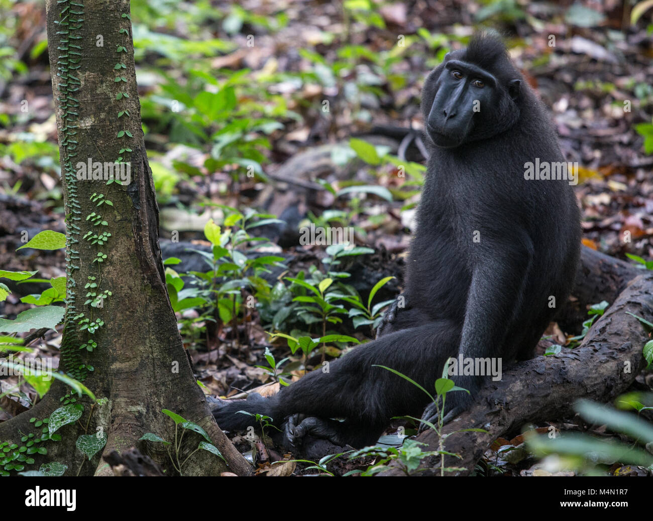 Schwarz macaque Affen im Wald sitzen, Tangkoko National Park, Indonesien Stockfoto