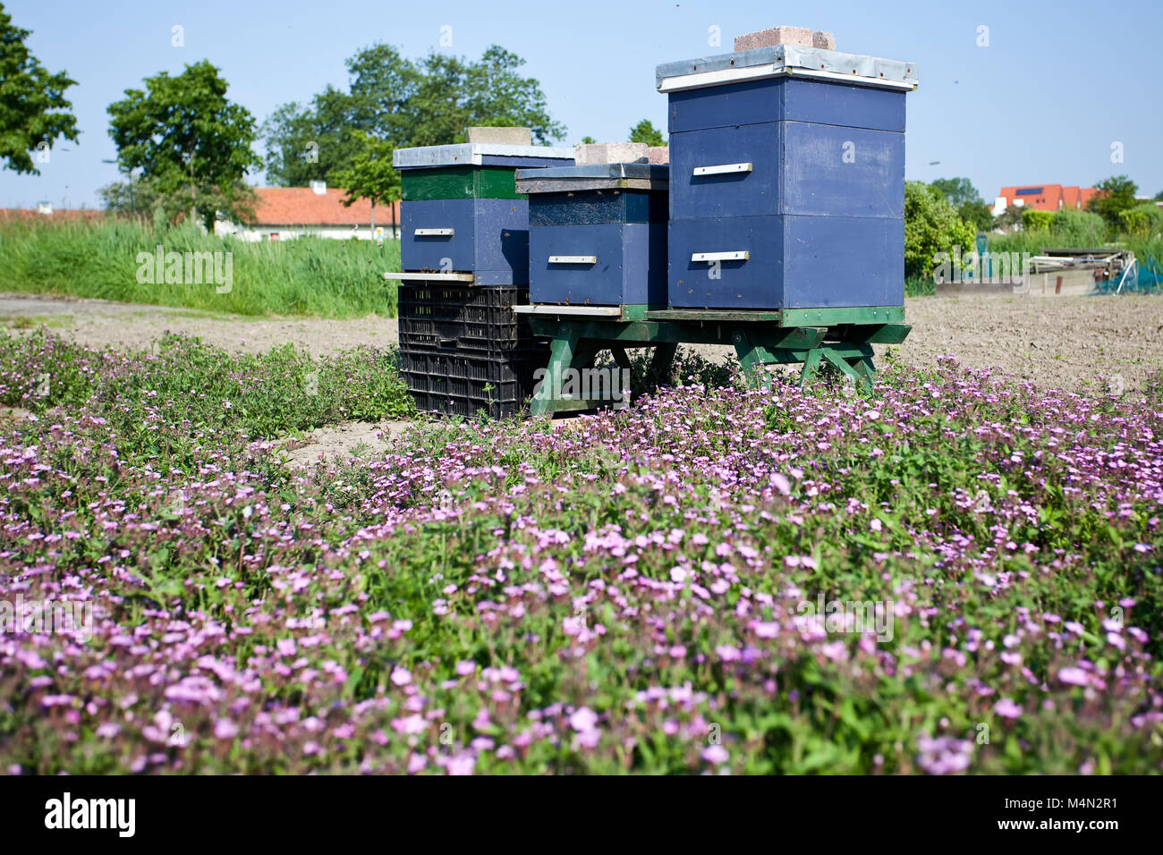 Blau Bienenstöcke in einem Feld mit rosa Blumen stehen, die Bienen bestäuben und Honig Stockfoto