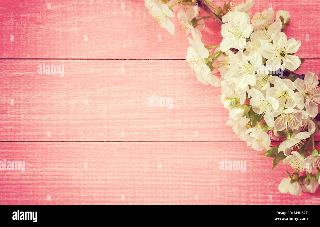 Rosa Holz- Hintergrund mit blühenden Sweet cherry Filialen. Getonten Bild Stockfoto