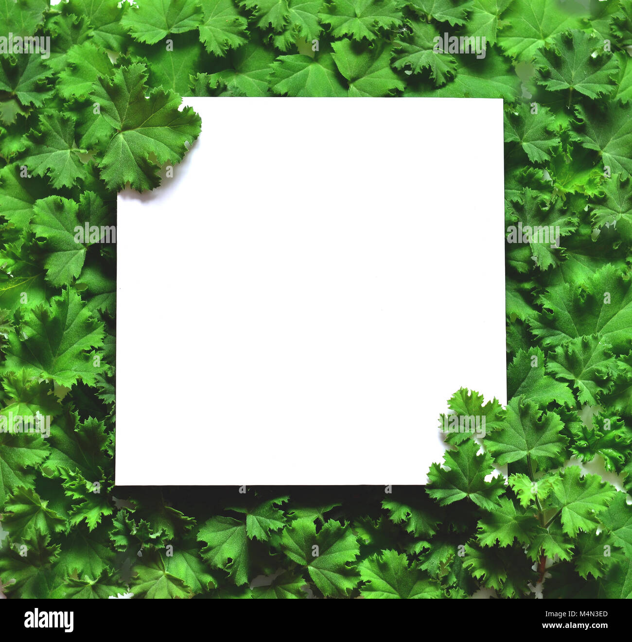 Kreative Gestaltung, Blätter mit weißem Papier. Flach. Natur Konzept. Stockfoto