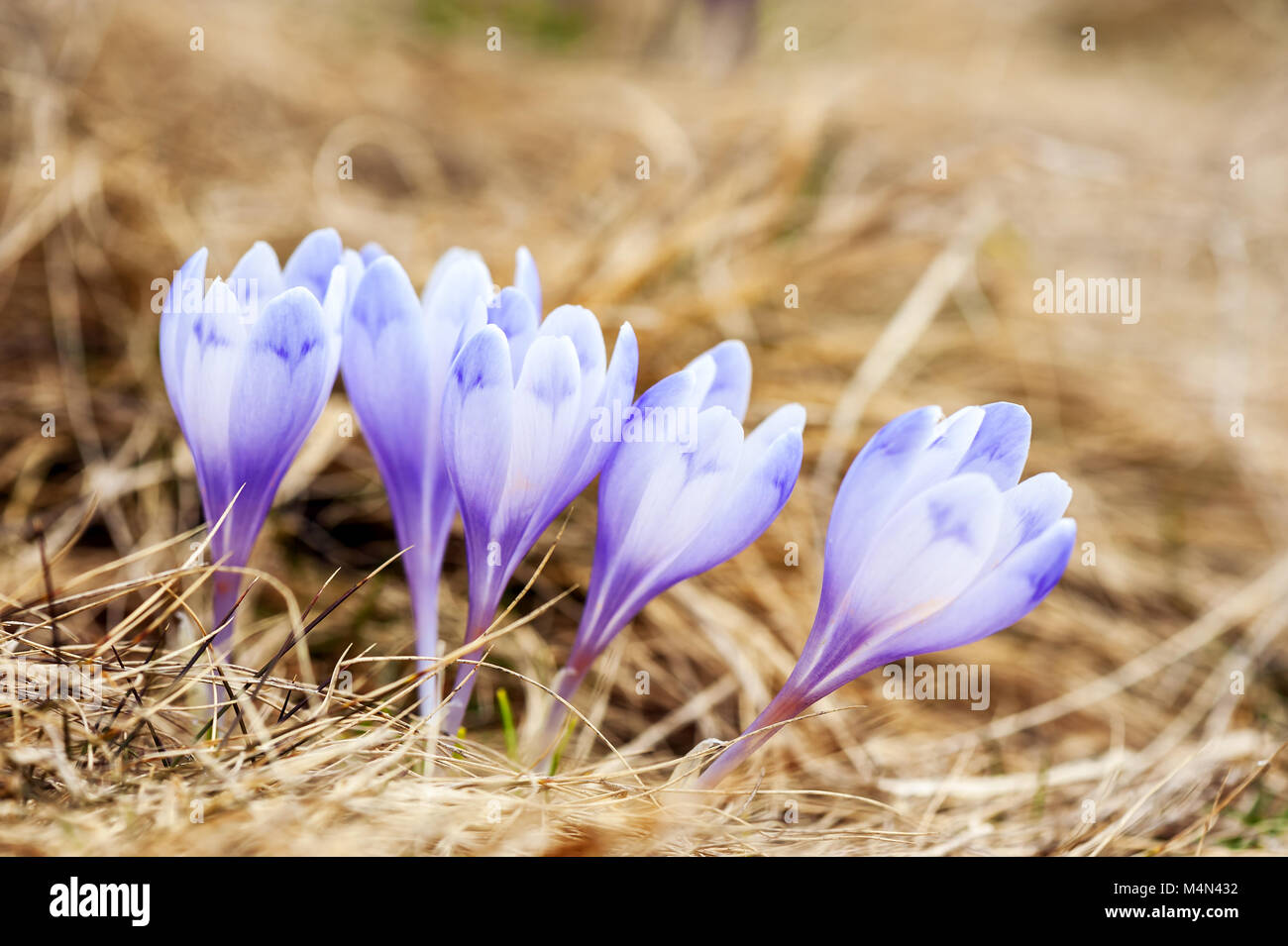 Gruppe von Crocus Blume im Gras Stockfoto