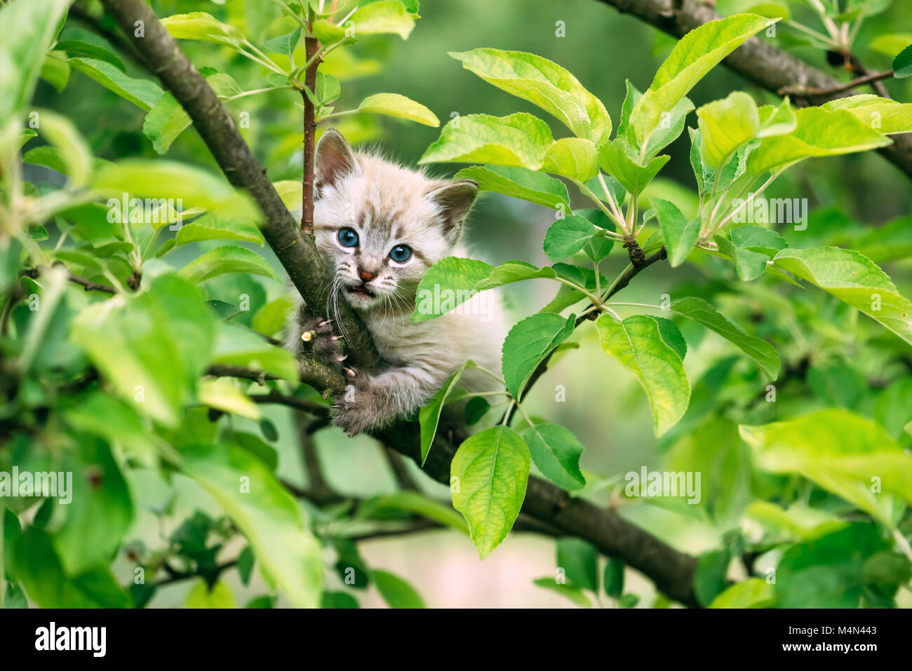 Kleine Kätzchen mit blauen Coq am Baum Stockfoto