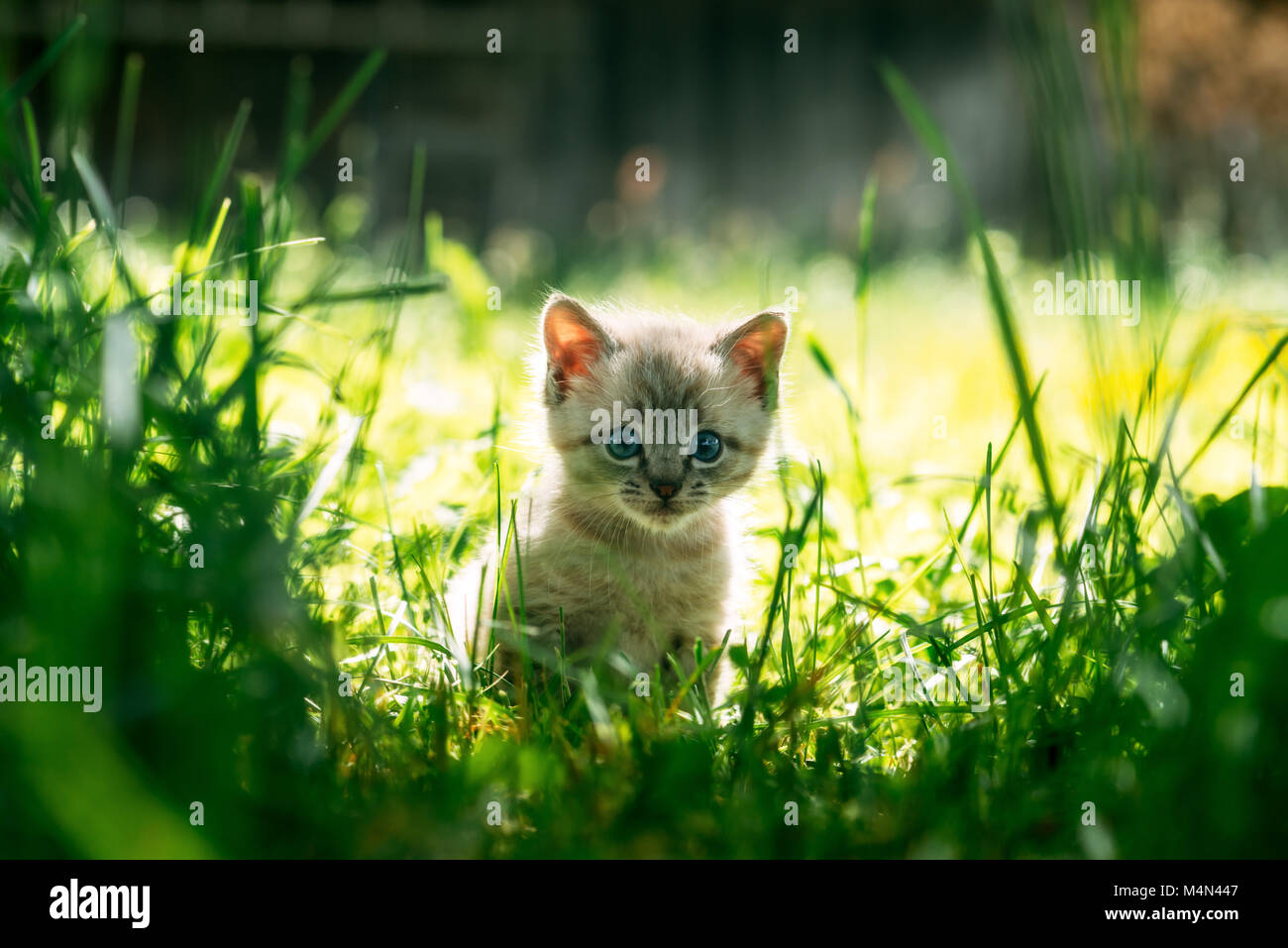 Kleine Kätzchen mit blauen Schlachtprogramm grünes Gras Stockfoto
