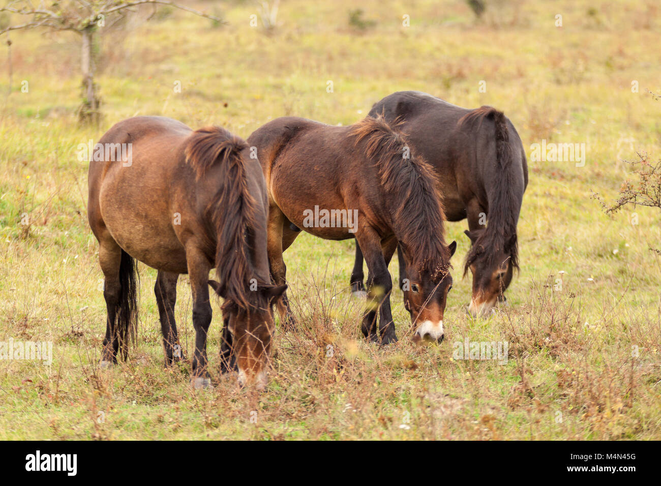 Die schönen Pferde grasen auf der Weide. Exmoor pony, wilde Pferde auf einer Wiese im Herbst. Stockfoto