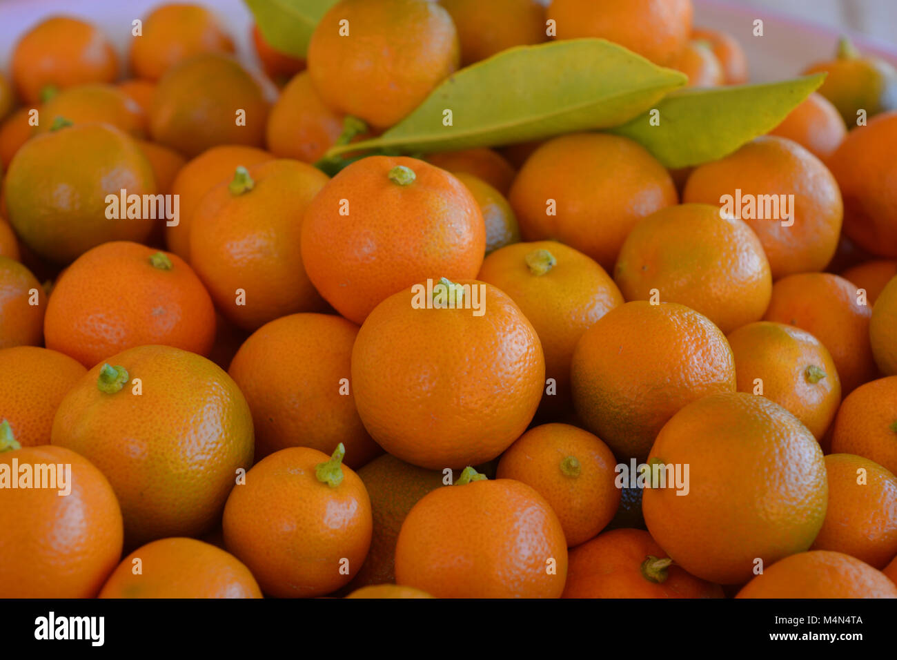 Limau Kasturi, auch als kalamansi oder Calamondin, (Wissenschaftlicher Name: Citrus microcarpa), eine kleine, runde, orange lime bekannt. Stockfoto