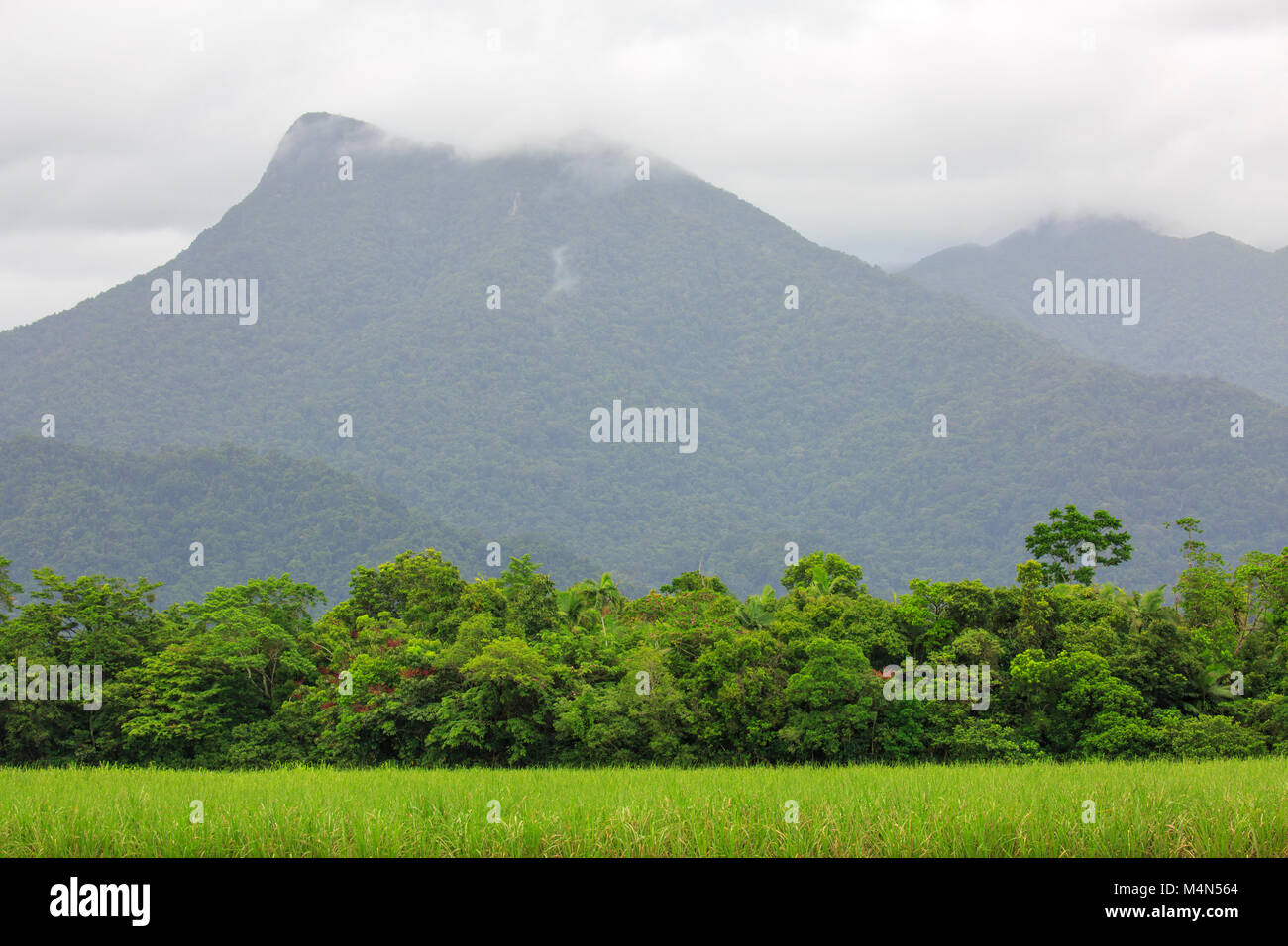 Landschaft im Daintree und Mount lewis Nationalparks neben dem Captain Cook Highway in der Nähe von Port Douglas, Queensland, Australien Stockfoto