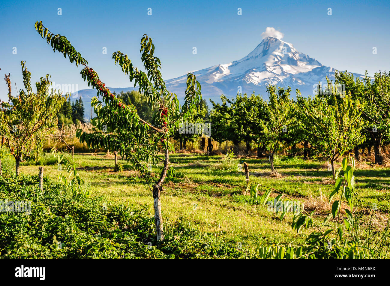 Cherry Orchard vor weißen Gipfeln des Mount Rainer. Stockfoto