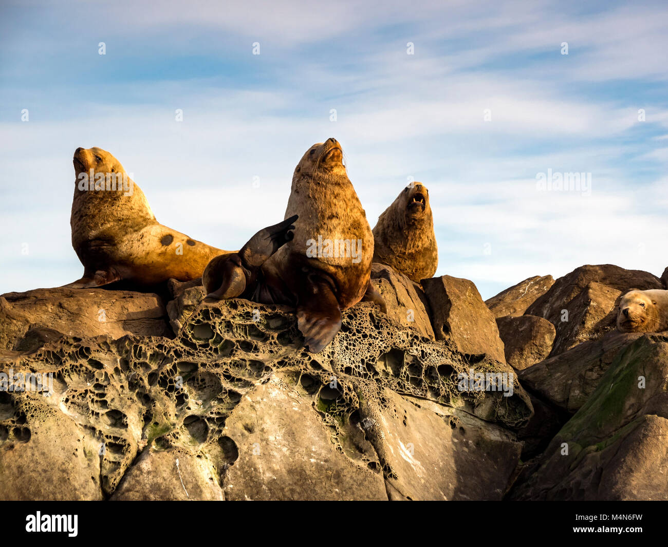 Eine Gruppe von riesigen männlichen Steller Seelöwen fotografiert im Süden von British Columbia. Stockfoto