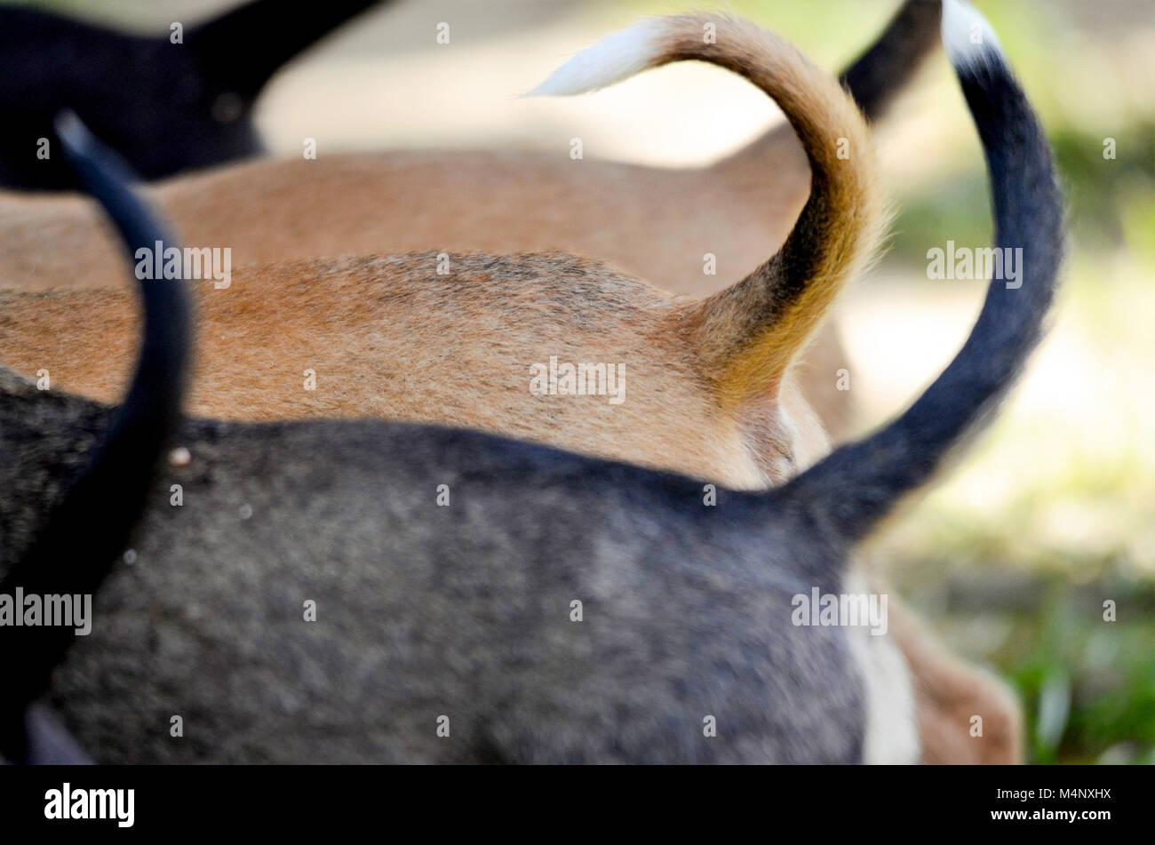 Hund Mit Schwanz Oben Stockfotos &amp; Hund Mit Schwanz Oben Bilder Alamy