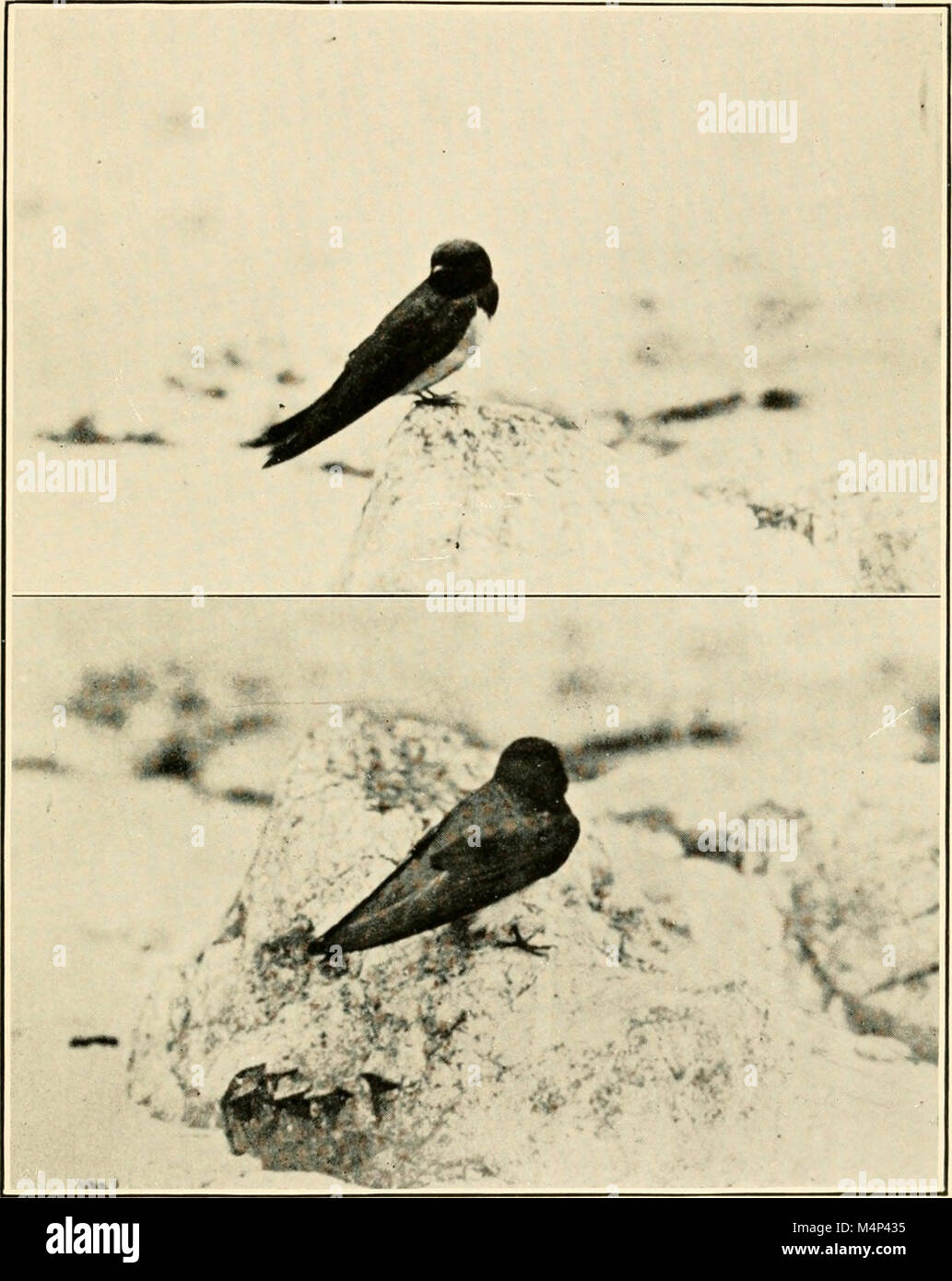 Vögel von den Inseln von Romblon, Sibuyan, und Cresta de Gallo, Weitere Hinweise auf Vögel aus Ticao, Cuyo, Culion, Calayan, Lubang, Luzon (1905) (14772279033) Stockfoto