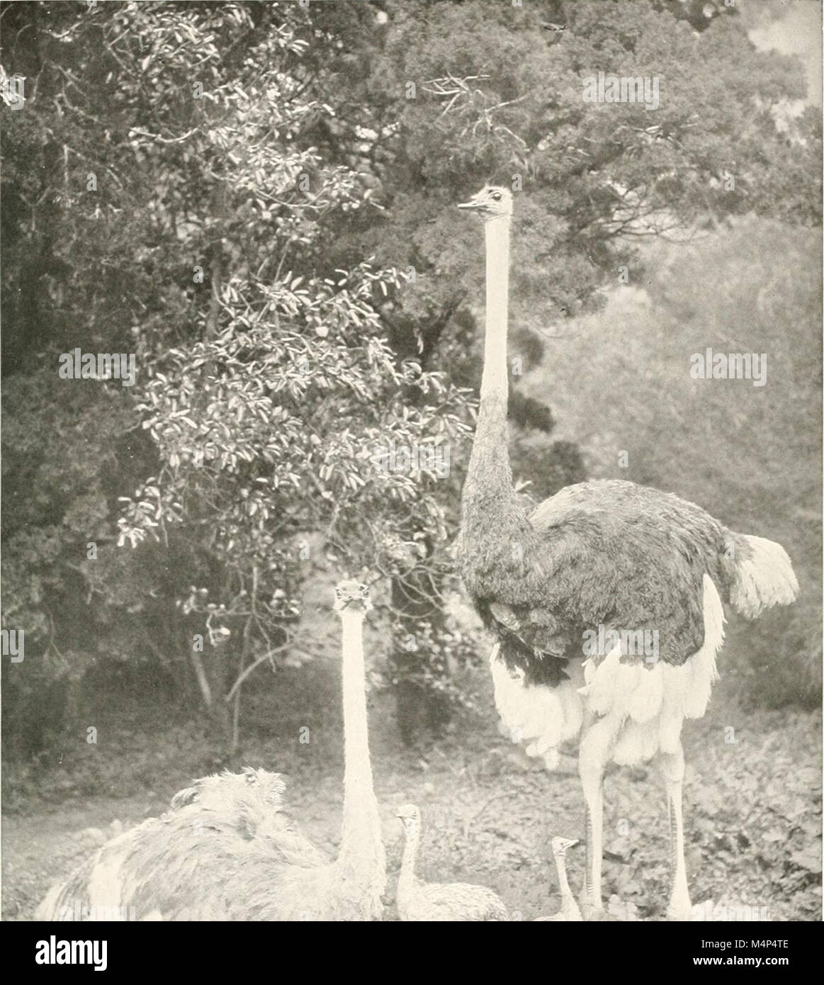 Vögel in anderen Ländern, Reptilien, Fische, gelenkige Tiere und niedrigeren Formen; (1917) (14562255739) Stockfoto