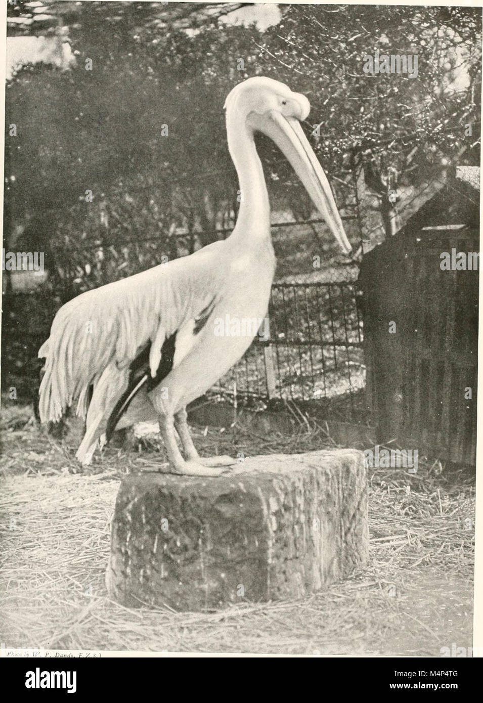 Vögel in anderen Ländern, Reptilien, Fische, gelenkige Tiere und niedrigeren Formen; (1917) (14562297529) Stockfoto