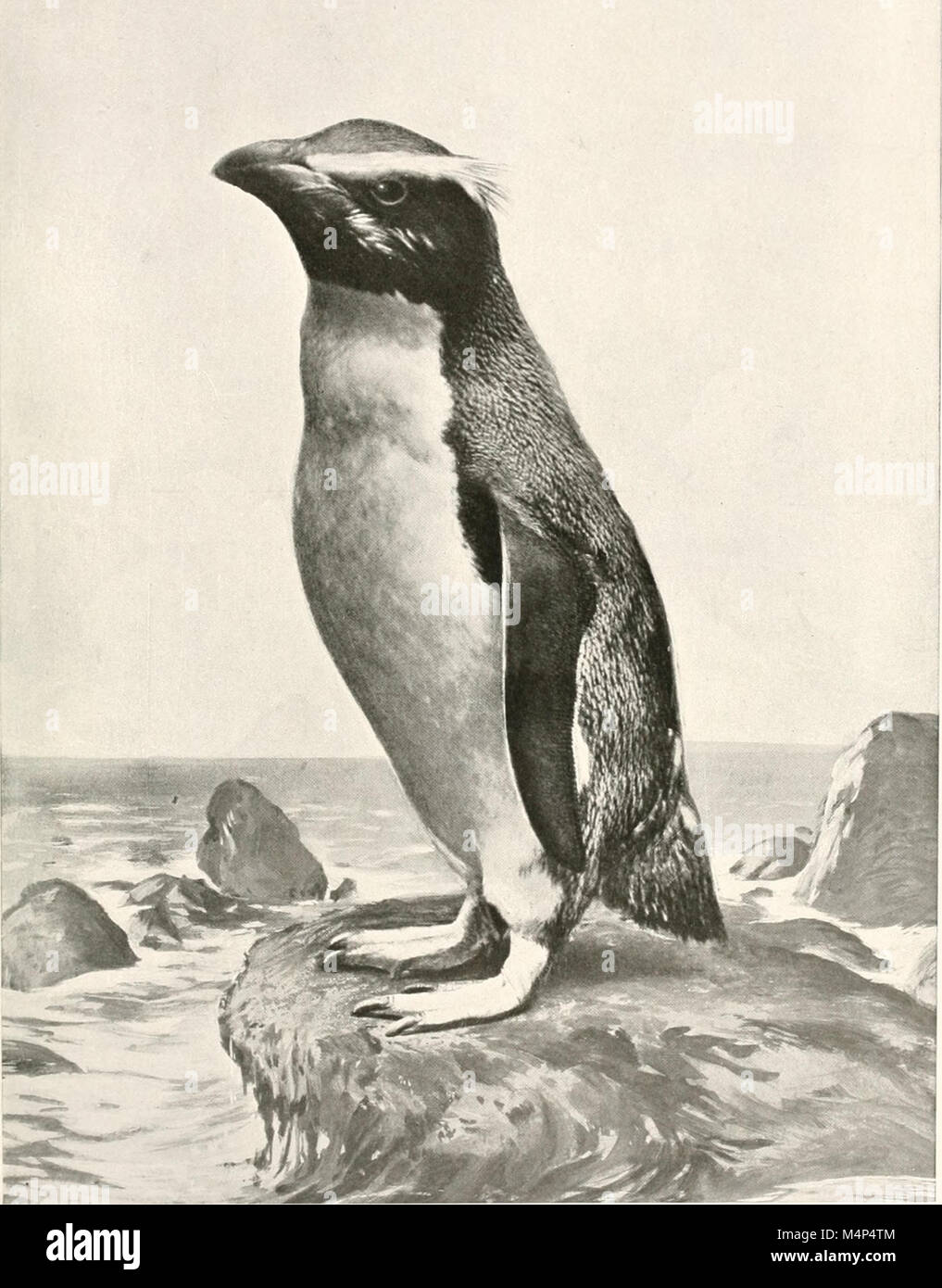 Vögel in anderen Ländern, Reptilien, Fische, gelenkige Tiere und niedrigeren Formen; (1917) (14562481457) Stockfoto