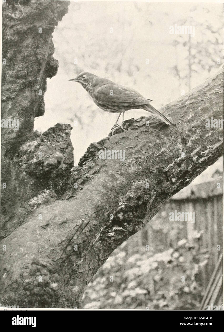 Vögel in anderen Ländern, Reptilien, Fische, gelenkige Tiere und niedrigeren Formen; (1917) (14562541077) Stockfoto