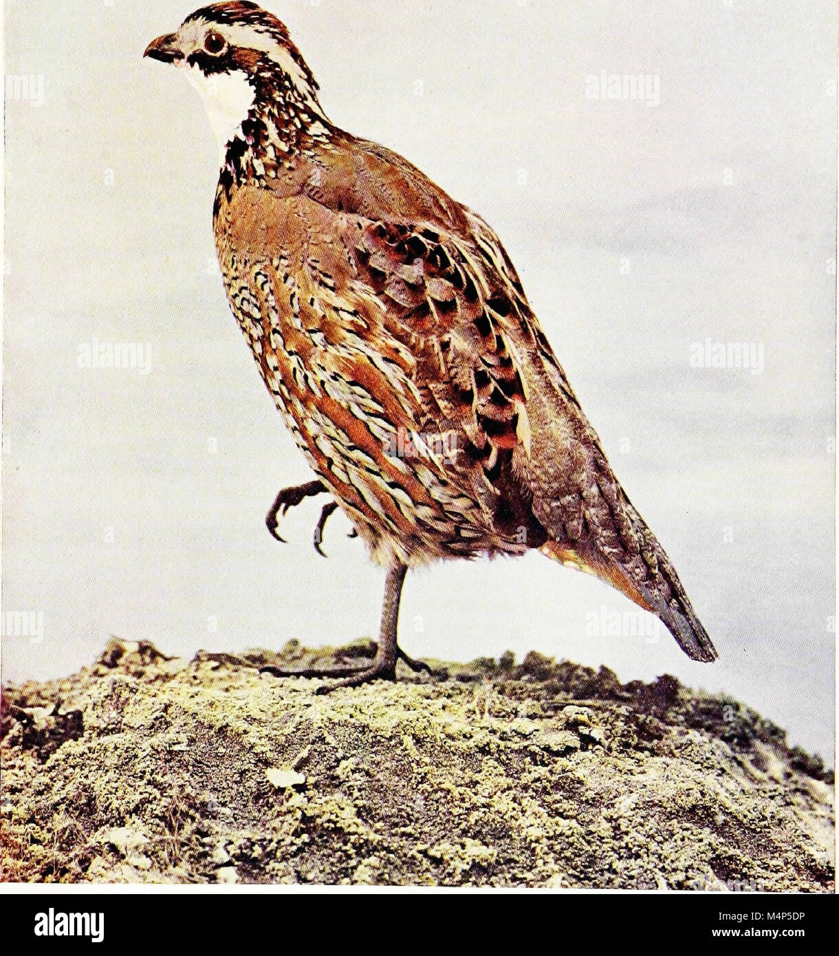Vögel, die jagen und gejagt werden, Lebensgeschichten von Hundert und siebzig Raubvögel ...